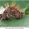 polygonia c-album larva5b